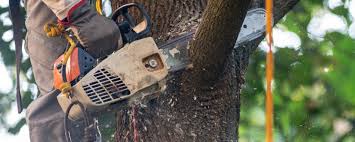 Best Tree Mulching  in Havana, IL