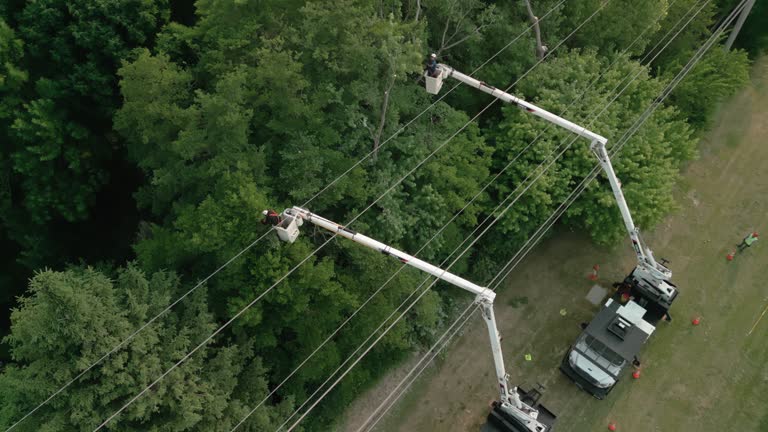 Best Root Management and Removal  in Havana, IL