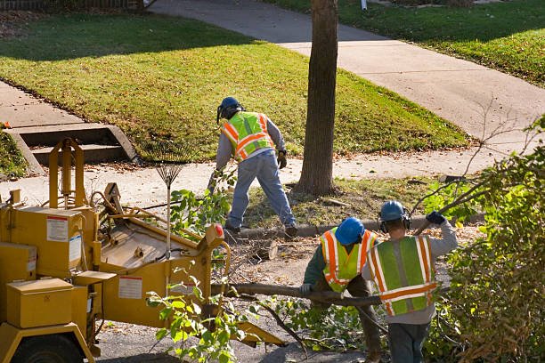 Best Tree Preservation Services  in Havana, IL