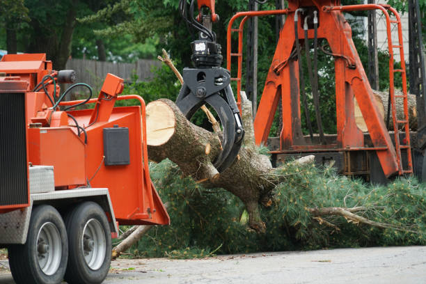  Havana, IL Tree Removal Pros