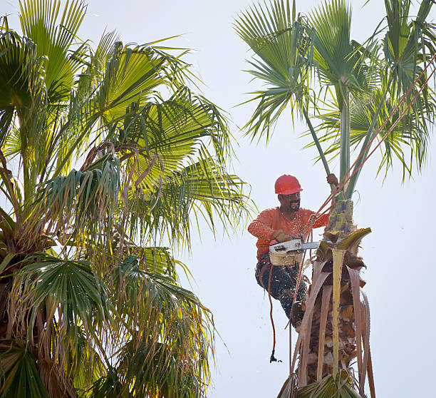 Best Hazardous Tree Removal  in Havana, IL