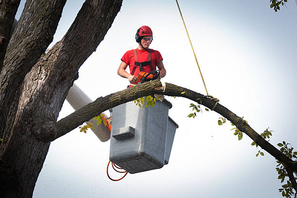 Best Fruit Tree Pruning  in Havana, IL