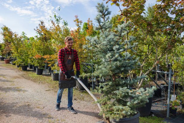 Reliable Havana, IL Tree Removal Solutions